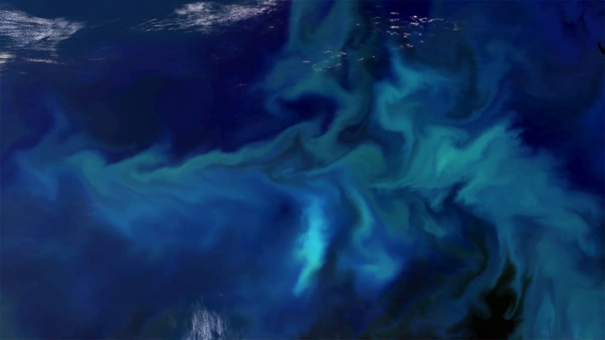 Algal bloom around Falkland Islands